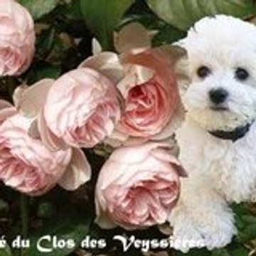 Désiré du Clos des Veyssières