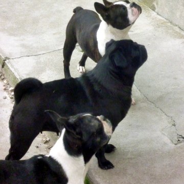 Valérie Antunès Dolganoff