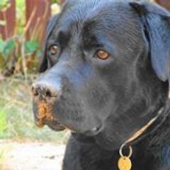 labradorov