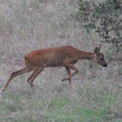 Nature Surveys