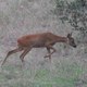 Nature Surveys