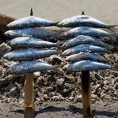 Boita Sardine