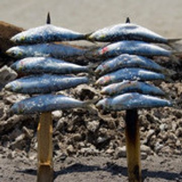 Boita Sardine