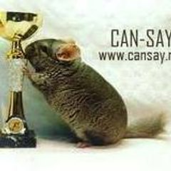 Cansay chinchilla