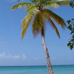 coco bert'
