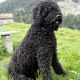 Barbet