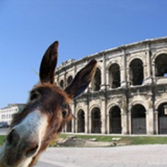 Un_ane_a_Nimes
