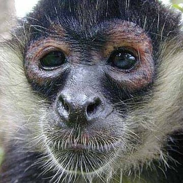 Quelquechosedintelligent