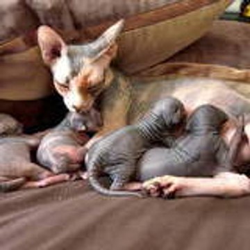 felinpourlautre89