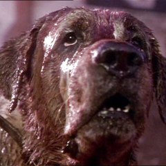 xWatchDogx