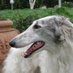 Borzoi Bionic