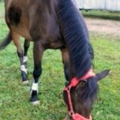 HorseGirlKLLOO