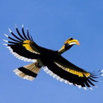 Guide Birdsphotographytours
