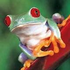 froggyfred
