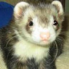 Chinook Ferret