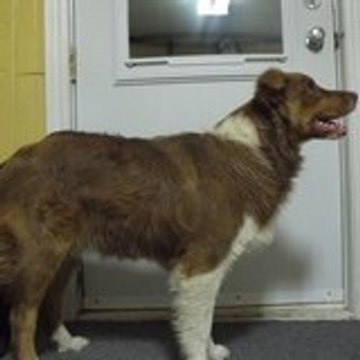 Dogsfans1