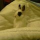 belle lapine