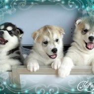 Of Noble's Snowstars