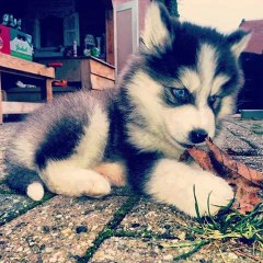 SilverMoon