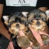 elevage de yorkshire eleveur de yorkshire