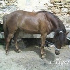 x-Tigery