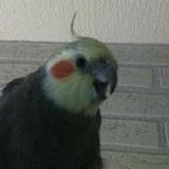jack95260