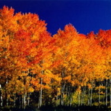 AspenTrees78