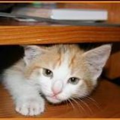 mae