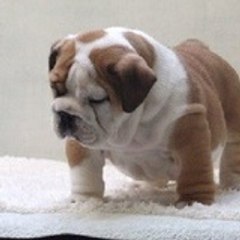 Isabelle Myfairbull