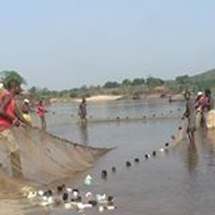 coopérative des pêches de l'Oubangui-Mpoko