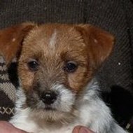 Elevage de la Rosée de l'Eden Estelle Dorey