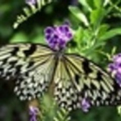 gwadaformaplus association