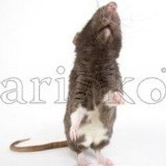 Lilou De Lioncourt