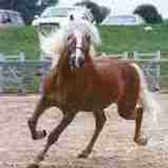 Haflinger Destiny