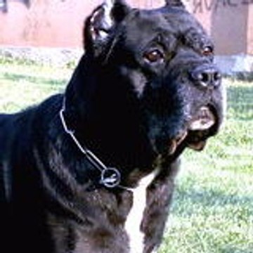 born2bfree77_virgilio