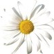 margueriteetcompagnie