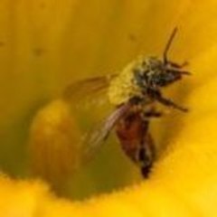 beekeeperskid