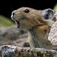 oratoquerugedenuncia