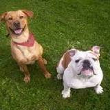 clementine stichelbaut