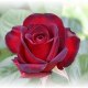 Isra_dogan