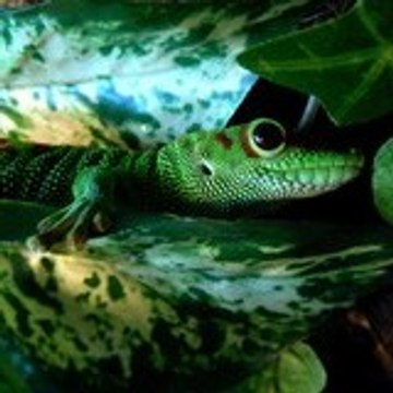 Julien molteau (Shadows)