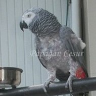 Cesur Papağan