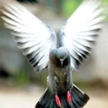 Pigeon Libéré