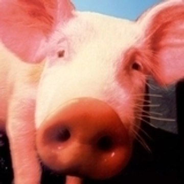 un-cochon