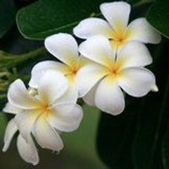 gulnihal_34