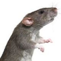 PestControlSeattle