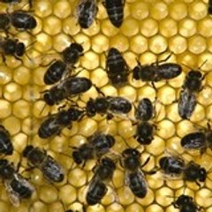 beeorganico