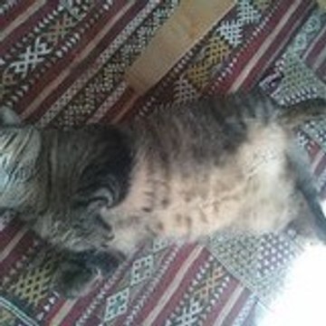 Cato Cat