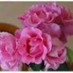 Laurida61