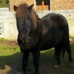 lou hutin